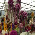 RHS Chelsea flower show